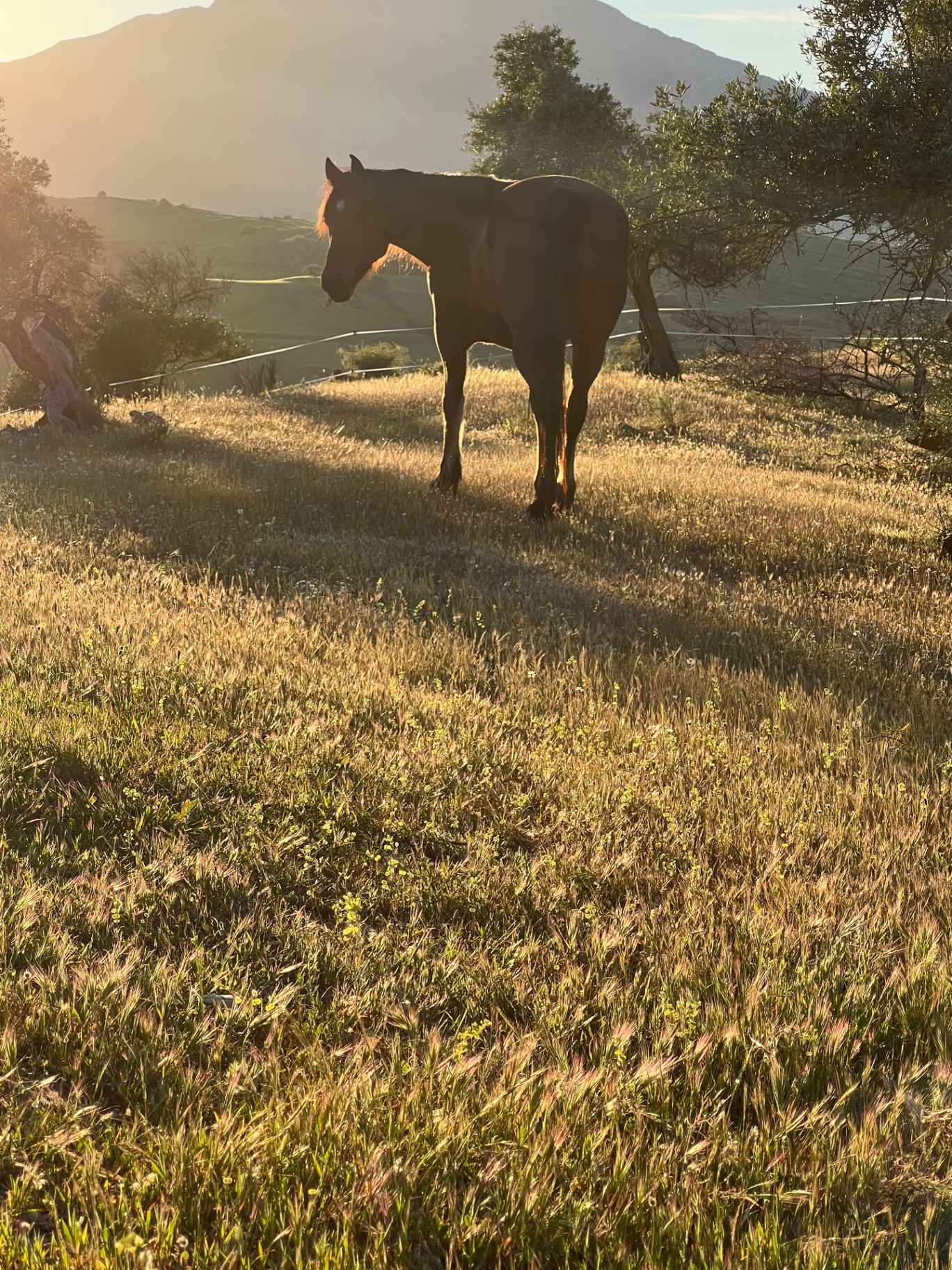 Horse standing in morning light on the ridge