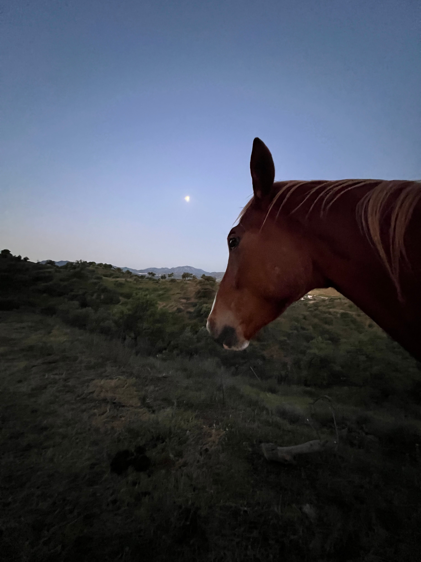 A horse on the ridge gazing toward the moon over the mountains above Málaga at dusk
