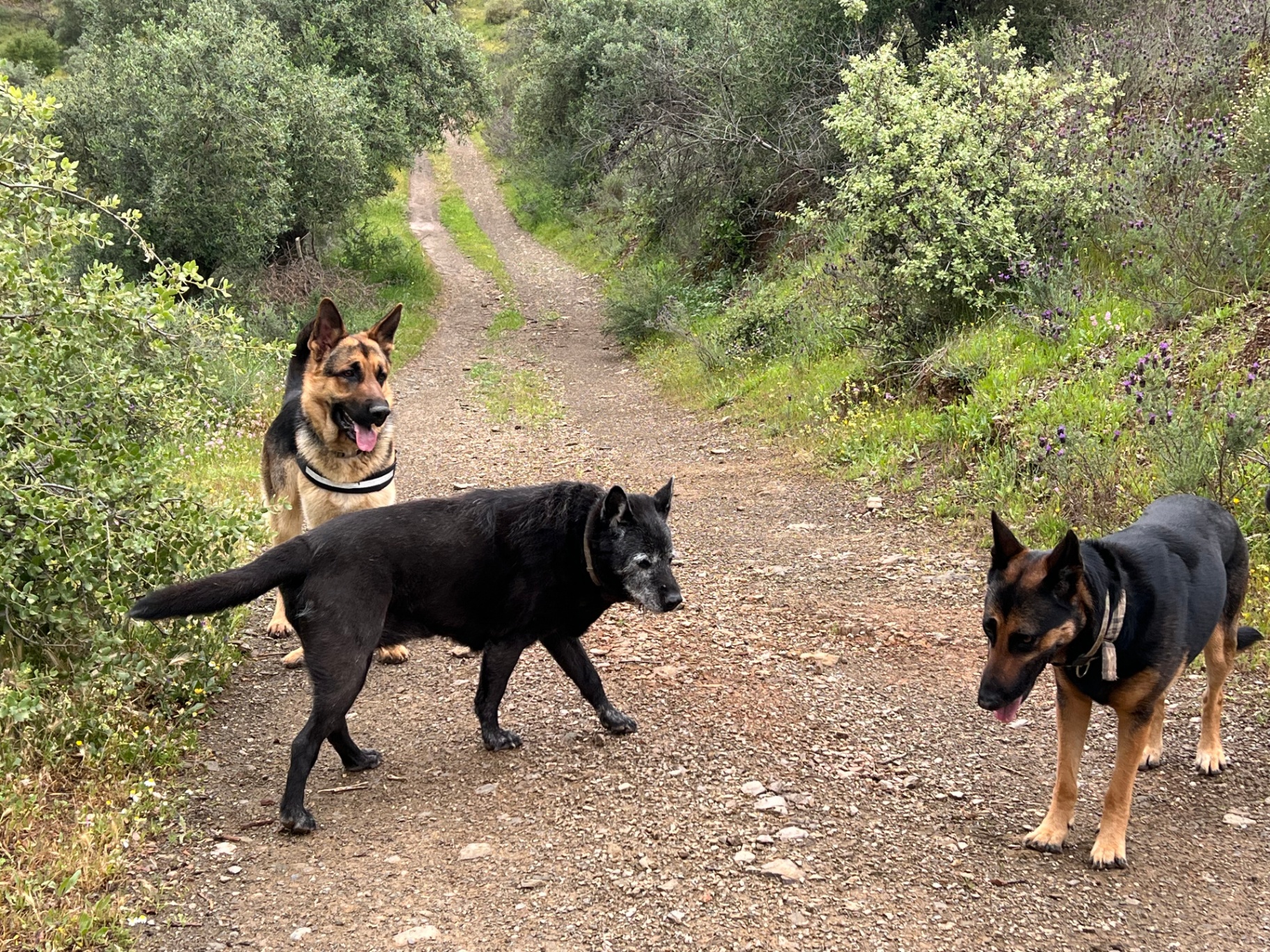The dogs of the ridge on a trail through the olive trees