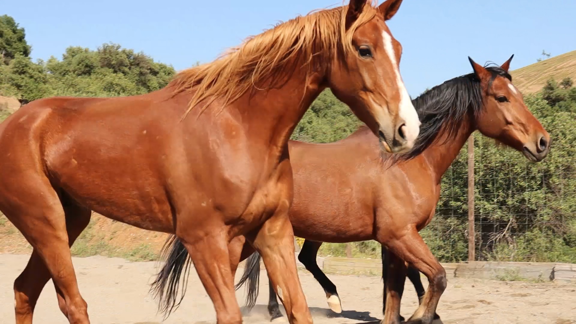 Two horses walking together on the ridge